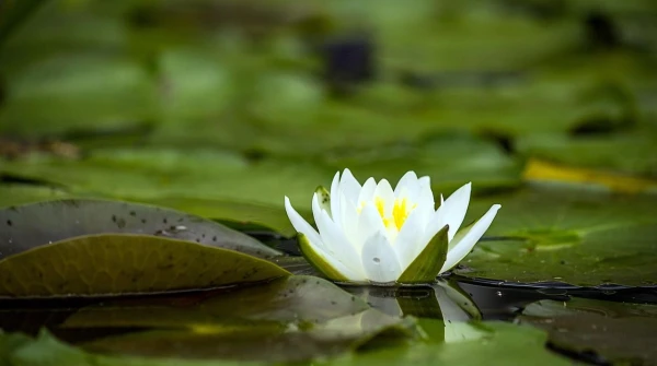 Boeddhisme en (Zen)meditatie